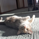 Illustration for article titled My cat thinks shes a pin-up